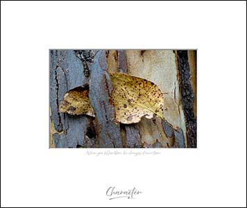 Fallen leaf caught in bark of tree trunk.