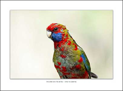 Close up feather detail of immature Crimson Rosella.