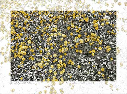 Sprinkled yellow busg flowers and B&W surrounds.