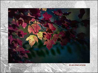 Snow ball autumn leaves highlighted by piercing sunlight.