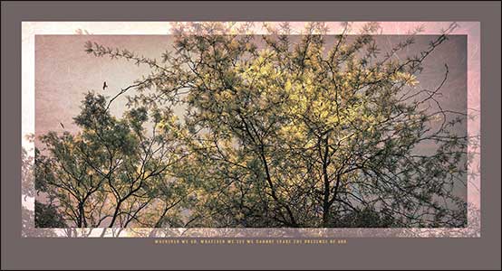Yellow tree canopy with bird.