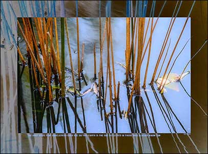 Reeds reflected on water surface.
