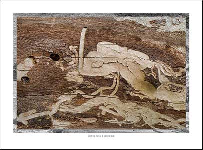Insect tracks pattern on bark of trunk.